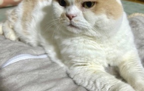 猫たちが珍しいことをした翌日は大雪が降る！？