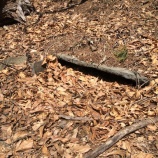 『餓鬼山周囲の未認知古墳群【長野県諏訪市】』の画像