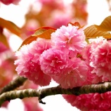 『2025.4『羅生門さくら公園🌸➁』/ 岡山県新見市』の画像