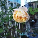 開かないかものバラ＜球根植えつけ＞