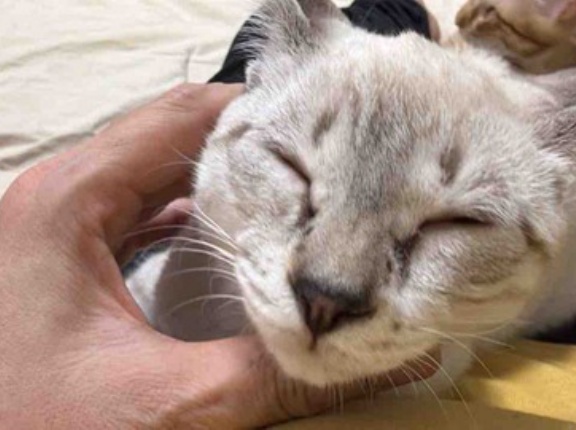焦げていく猫　20260717