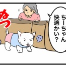 ちーちゃんが獣医さんに言われた予防法と夜の徘徊対策・自律神経を整える朝日習慣