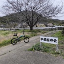 毎年、楽しみにしていた桜が…。