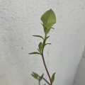 山野草観察/2
