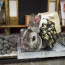 1月10日のグルーミングフォト