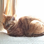 うちのとらまる