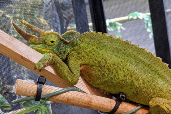 カメレオン CANDLEブログ - 飼育環境