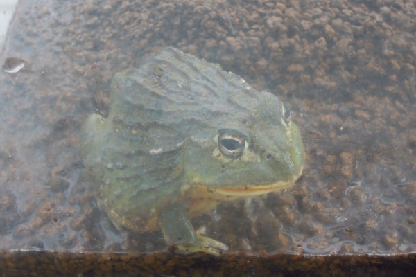 はぶ あ ていすと アフリカウシガエル