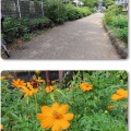 田柄川緑道を行く