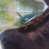 【画像】ワイの飼ってるゲンゴロウ見て❤