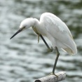 2026年8月9日の野鳥公園