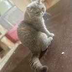 かのんがのん〜毛玉と日々のかけら〜