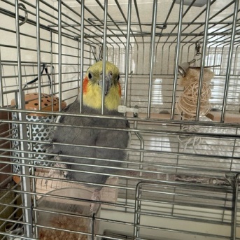【オカメインコの保温いつまで？】春の気温差対策とヒーター撤去・掃除のタイミング