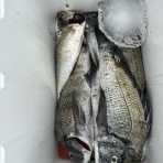 釣り筏　清福丸