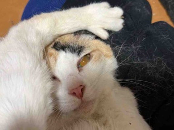 オス三毛王子様猫、ボス猫他界後　20251222