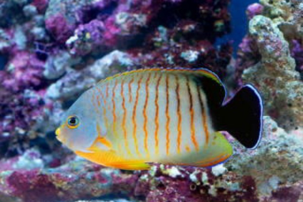 熱帯魚と海水魚図鑑 - キンチャクダイ（ヤッコ）の仲間（海水魚）