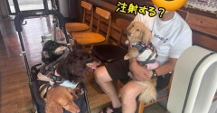 狂犬病予防接種。