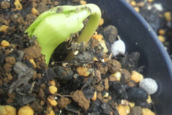 みのちき薬用植物園 10年09月