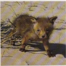 地界のキツネ４　生態　生殖　一生　巣　鳴き声　