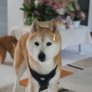 今日はあっさり♪