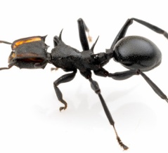 ナベブタアリの女王の変異