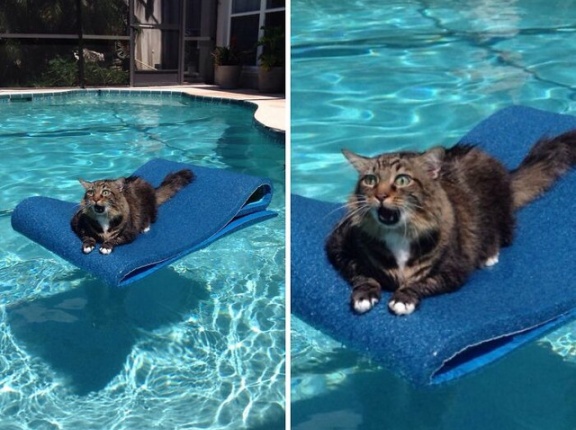 外国人「身動きが取れなくなった面白い動物画像を見せていくｗｗｗ」