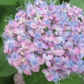 大慈寺の紫陽花　2