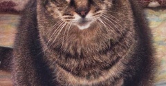 たまお　負けない猫