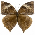 アメチスタストガリバワモンチョウ♀ (マレー半島) Zeuxidia amethystus amethystus