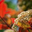 日本（１１５）　東京　国営昭和記念公園