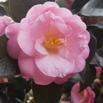 蕎麦太郎の独り言