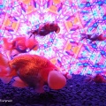 奈良金魚ミュージアム #06