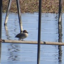 浮島のシギ・チドリ探鳥記(ムナグロ、オジロトウネン、ツルシギを発見)