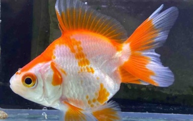 『金魚•メダカ入舎情報‼️』の画像