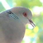 渓流釣りと食べ歩き桐生岩魚のブログ
