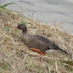 花鳥いろいろ 四季の野鳥