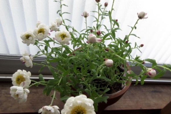 こそっと菜園 花かんざし