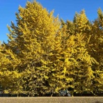 ＴＦメッツガーＺ参上！！