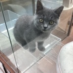 ペットショップワンラブ イオン石狩緑苑台店のスタッフブログ～在籍の子犬子猫やトリミングの情報を公開！新入荷商品の情報も要チェックですよ(^^♪