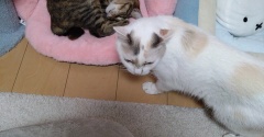 実物のﾈｺﾁｬﾝたちセカンド77