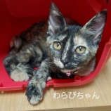 『猫との生活』の画像