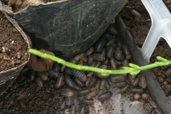 崖っプチ農園 インゲン豆