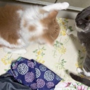 仲良しだからじゃれ合える2匹と「たまごの家」の卵