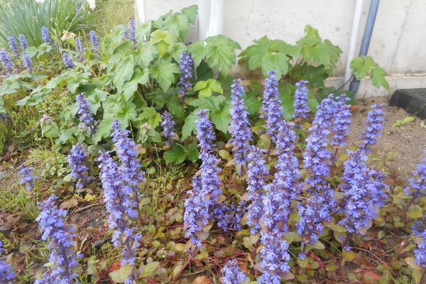 カモミールのじゅうたん アジュガ