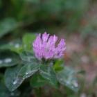 『新製品：LAOWA65mmF2.8・２倍マクロ～雨上がりの花と虫①　2020/06/12』の画像