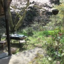 お酒なし、山茶でお花見