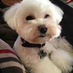 Pimocoの散歩道 ★ CocoとCooそしてMilk