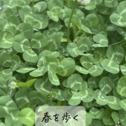  4月5日　玄鳥至(つばめきたる)