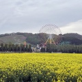 菜の花の季節♪