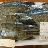 『国東の食環境（465）メバル』の画像